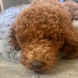 Labradoodle puppies from South Bay Doods