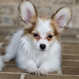 Nerf - White and sable male Papillon puppy in Boardman, Ohio from Taliaferro Kennel