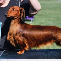 Whiskey - Dachshund