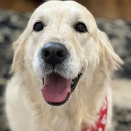 Arden - Golden Retriever