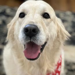 Arden - Golden Retriever