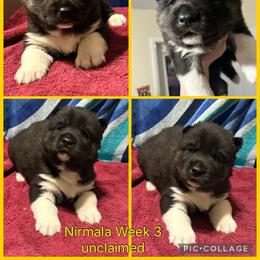 Nirmala - Black and white female Siberian Husky puppy in Canton, Ohio from Bleu Skies Siberian Huskies