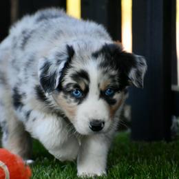 Nate - Blue merle male Australian Shepherd puppy in Oak Hill, Florida from Swingin T Ranch LLC