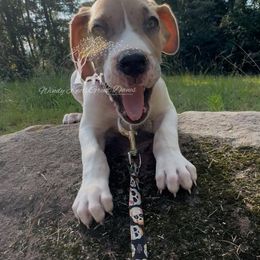 Falko - purple collar - Mantle merle male Great Dane puppy in Prosperity, South Carolina from Windy Knoll Great Danes