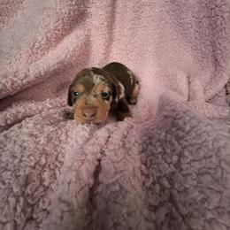 Rudy Vinny - Dapple male Dachshund puppy in Opelika, Alabama from Dachshund Darlins