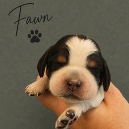 Fawn - Tri-Roan female English Springer Spaniel puppy in Fort White, Florida from Thunderbird Springers