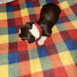 Axel Rose - Liver white and roan male English Springer Spaniel puppy in Memphis, Tennessee from Lynn Bee Avenue