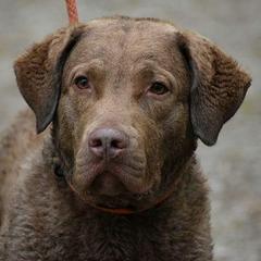 Chesapeake Bay Retrievers from Topwater Chesapeakes