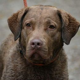 Chesapeake Bay Retrievers from Topwater Chesapeakes