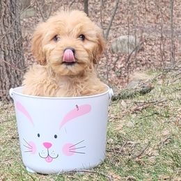 Goldendoodle and Golden Retriever Puppies from Servant Kennel