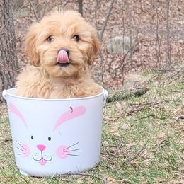 Goldendoodle and Golden Retriever Puppies from Servant Kennel