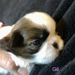 Girl 2 - Shih Tzu puppy in Silver Lake, Oregon from Bling Shih Tzu