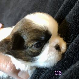 Girl 2 - Shih Tzu puppy in Silver Lake, Oregon from Bling Shih Tzu