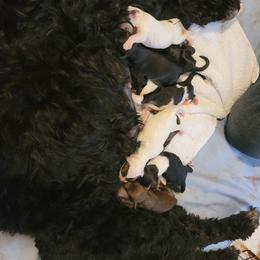 Portuguese Water Dog Puppies from Alto Mare PWDs