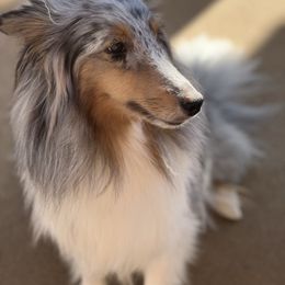 Skylar - Shetland Sheepdog