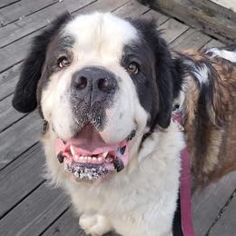 Bandit - Saint Bernard