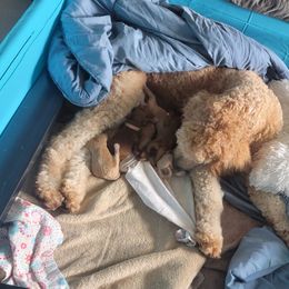 French Bulldog and Goldendoodle Puppies from Good Vibes Puppies