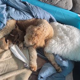 French Bulldog and Goldendoodle Puppies from Good Vibes Puppies