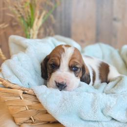 Sodapop - Mahogany and white male Basset Hound puppy in Valley, Washington from Peaceful Valley Paws
