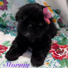 Stormy - Black female Shih Tzu puppy in Hemet, California from Aloha Shih Tzu