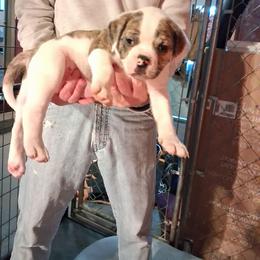 Boy 1 - White and brindle male American Bulldog puppy in La Porte, Indiana from Slayton's American Bulldogs
