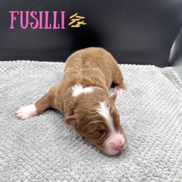 Fusilli - Red tri-color female Australian Shepherd puppy in Fort Pierce, Florida from JS Aussies