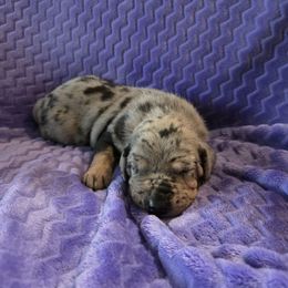 Comet - Merle male Great Dane puppy in Arpin, Wisconsin from Arpin Great Danes