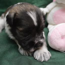 Tyke - Salt and pepper male Miniature Schnauzer puppy in Lebanon, Missouri from Sassy's Classy Canines