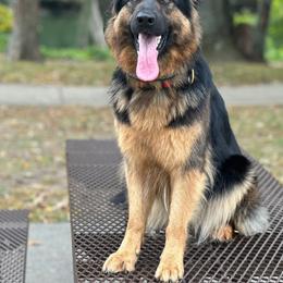 Shiloh - German Shepherd