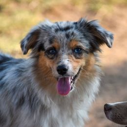 Pedal - Miniature American Shepherd