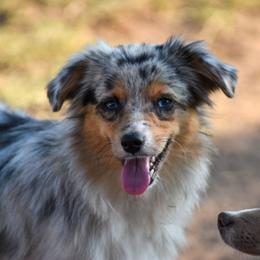 Pedal - Miniature American Shepherd