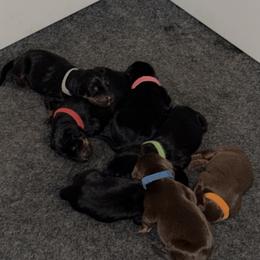 Black Collar - Blue and rust male Doberman Pinscher puppy in Albuquerque, New Mexico from Dobie Sunrise