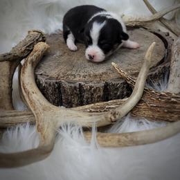 Pembroke Welsh Corgi Puppies from Hilltop Corgi's