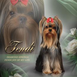 Girl - Blue and gold female Yorkshire Terrier puppy in Placerville, California from Diamond Springs Boutique