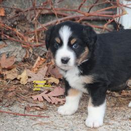 Kanan - Black tri male Miniature American Shepherd puppy in Hillsdale, Michigan from Faithwalk Aussies and Mini American Shepherds