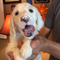 English Setter Puppies from Windsor Setters