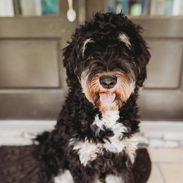 Penny - Bernedoodle