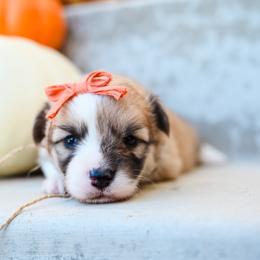 Yeti - Fawn female Pembroke Welsh Corgi puppy in Mona, Utah from Sorensen Corgis