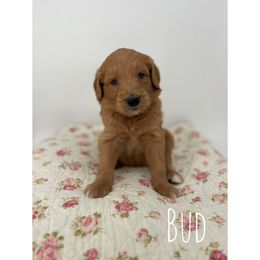 Bud - Red  male Goldendoodle puppy in Smithfield, Kentucky from KBK9 Kennels