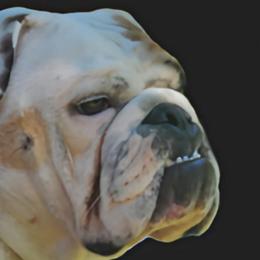 Bulldogs from Null Bulldogs