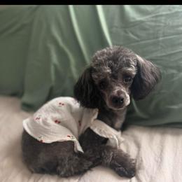 Chiquis - Maltipoo
