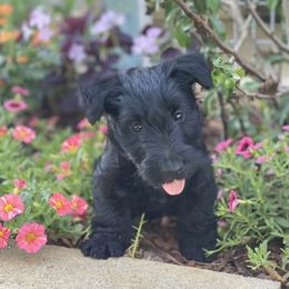 Scottish Terrier Puppies from Starlight Scotties