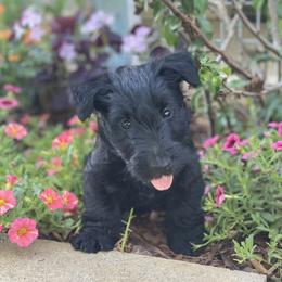 Scottish Terrier Puppies from Starlight Scotties