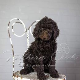 Poodle Puppies from Northern creek standard poodles