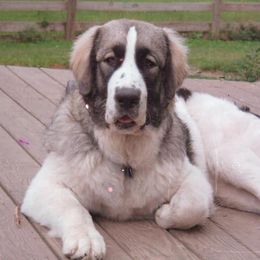 Pyrenean Mastiffs from SaddleDog Farm