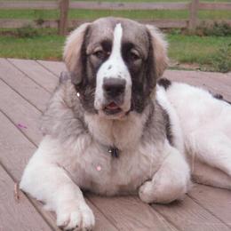 Pyrenean Mastiffs from SaddleDog Farm
