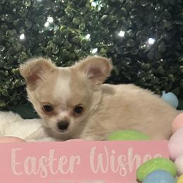 Terry - Cream and white male Chihuahua puppy in Northboro, Iowa from So Sweet Chihuahuas