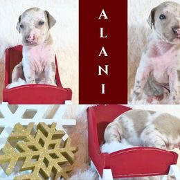 Great Dane Puppies from Pilot Danes