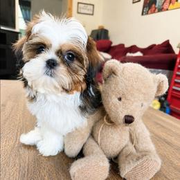 Perla - Brindle female Shih Tzu puppy in Stroudsburg, Pennsylvania from Puppyville Pa Shih Tzu & frenchies