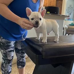 French Bulldog Puppies from Holly Womer